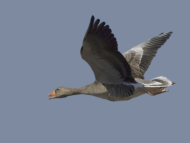 Merihanhi, Greylag Goose, Anser anser